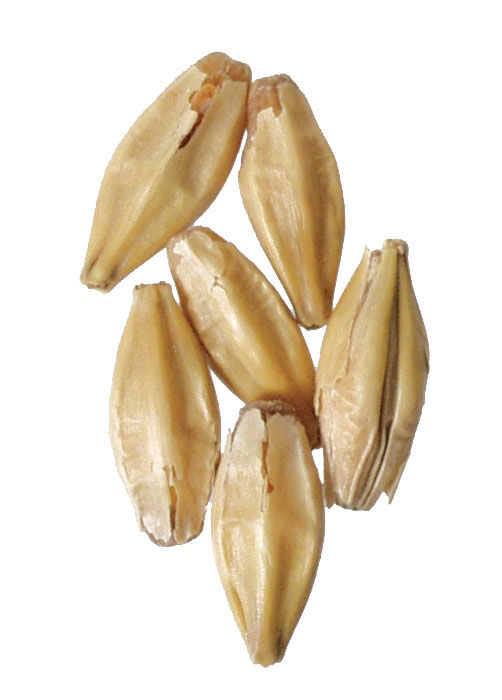 Weyermann?? CaraBelge Malt 55 lb Sack